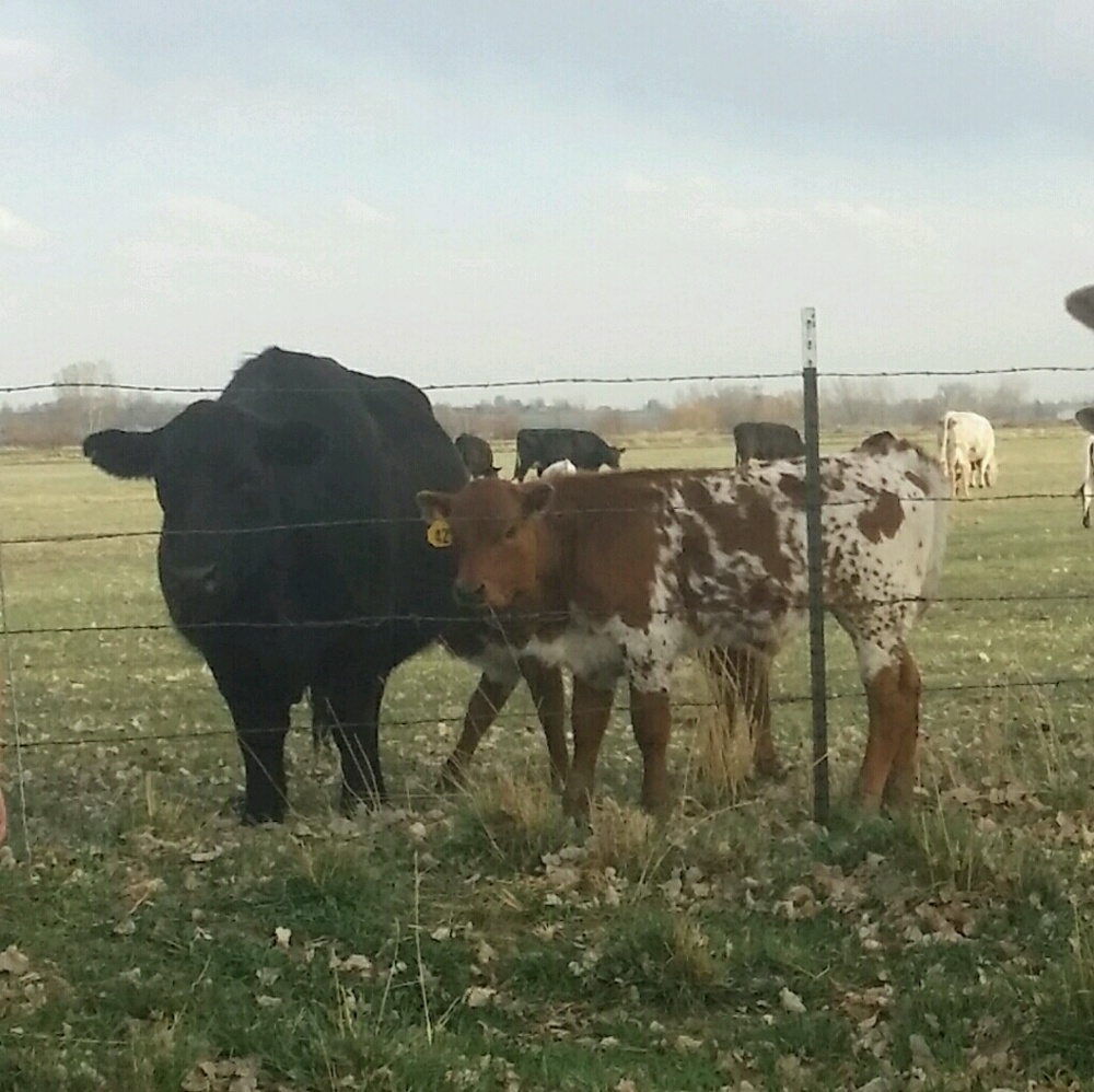 Meet your Posher, Charolette